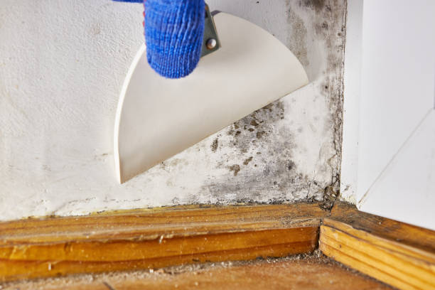 Best Emergency Mold Remediation  in Redstone Arsen, AL
